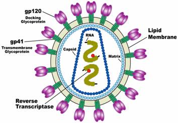 HIV Virion